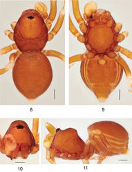 Figures 8–11. Ablemmacontrita sp. n., male. 8 Habitus, dorsal view. 9 Habitus, ventral view. 10 Carapace, frontal view. 11 Habitus, lateral view. Scale bar: 1.0 mm.