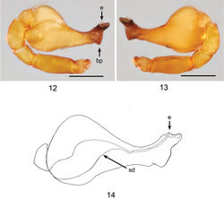 Figures 12–14. Ablemmacontrita sp. n., male. 12 Palp, prolateral view. 13 Palp, retrolateral view. 14 Schematic illustration of palpal bulb, retrolateral view. Scale bar: 0.1 mm.