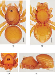 Figures 15–18. Ablemmacontrita sp. n., female. 15 Habitus, dorsal view. 16 Habitus, ventral view. 17 Carapace, frontal view. 18 Habitus, lateral view. Scale bar: 1.0 mm.