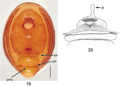 Figures 19, 20. Ablemmacontrita sp. n., female. 19 Abdomen, ventral view. 20 Schematic illustration of genitalia, dorsal view. Scale bar: 0.1 mm.