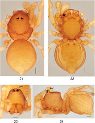 Figures 21–24. Ablemmakelinci sp. n., male. 21 Habitus, dorsal view. 22 Habitus, ventral view. 23 Carapace, frontal view. 24 Habitus, lateral view. Scale bar: 1.0 mm.