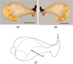 Figures 25–27. Ablemmakelinci sp. n., male. 25 Palp, prolateral view. 26 Palp, retrolateral view. 27 Schematic illustration of palpal bulb retrolateral view. Scale bar: 0.1 mm.