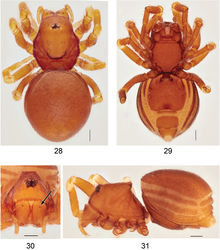 Figures 28–31. Ablemmasingalang Lehtinen, 1981, female. 28 Habitus, dorsal view. 29 Habitus, ventral view. 30 Carapace, frontal view. 31 Habitus, lateral view. Scale bar: 1.0 mm.