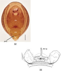 Figures 32, 33. Ablemmasingalang Lehtinen, 1981, female. 32 Abdomen, ventral view. 33 Schematic illustration of genitalia, dorsal view. Scale bar: 0.1 mm.