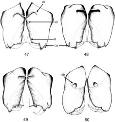 Figures 47–50. Male chelicerae, anterior views. 47Ablemmaandriana sp. n., A.contrita sp. n., A.kelinci sp. n., and Brignoliellapatmae sp. n. 48A.contrita sp. n. 49A.kelinci sp. n. 50Brignoliellapatmae sp. n.