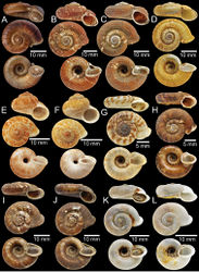 Figure 1. A Holotype of RhiostomaablettiB, C syntype of PterocyclosaborensisD syntype of CyclotusamabilisE, FCyclotusamboinensisE lectotype and F paralectotype G, H syntype of PearsoniaandersoniI, J syntype of PterocyclosanguliferusK, L syntype of Pterocyclosaspesrus.