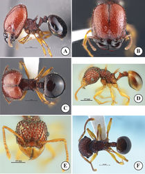 Figure 4. Acanthomyrmexmizunoi sp. n. Holotype major worker, THNHM-I-01197 D–F paratype minor worker, THNHM-I-01199 A, D body in profile B, E head in full-face view C, F dorsal view of body. Photos by Mr Yudthana Samung (A–C) or Weeyawat Jaitrong (D–F).