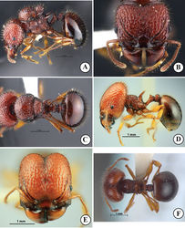 Figure 5. Acanthomyrmexmizunoi sp. n. A–C paratype dealate queen, THNHM-I-01200 D–F paratype ergatoid queen, THNHM-I-00053 A, D body in profile B, E head in full-face view C, F dorsal view of body. Photos by Mr Yudthana Samung (A–C) or Weeyawat Jaitrong (D–F).