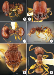 Figure 7. AcanthomyrmexcrassispinusA–C Non-type major worker (THNHM-I-05475) D–F Non-type minor worker (THNHM-I-05476) A, D body in profile B, E head in full-face view C, F dorsal view of body. Photos by Mr Yudthana Samung.