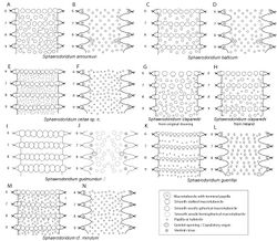 Figure 23. Stylized drawings of selected dorsal and ventral segments of species of Sphaerodoridium, showing number and arrangement of epithelial tubercles and papillae.