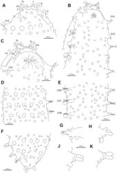 Figure 28. Sphaerodoridiumclaparedii, line drawings (MNINH 1908.77.31). A Anterior end, dorsal view B anterior end, ventral view, detail C detail of anterior end, ventral view D mid-body chaetigers, dorsal view E same, ventral view F posterior end, dorsal view G chaetiger 5, left side, dorsal view H chaetiger 5, right side, ventral view I chaetiger 6, left side, dorsal view K chaetiger 8, left side, dorsal view