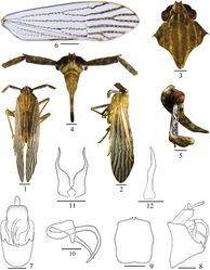 Figures 1–12. Purohitacastaneus sp. nov. 1 Male habitus, dorsal view 2 Same, lateral view 3 Head and thorax, dorsal view 4 Face 5 Frons and clypeus, lateral view 6 Forewing 7 Male genitalia, posterior view 8 Same, lateral view 9 Pygofer, ventral view 10 Aedeagus 11 Genital style, posterior view 12 Same, lateral view. Scale bars: 0.5 mm (1, 2, 6); 0.2 mm (3–5, 7–12).