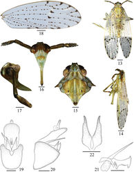 Figures 13–22. Purohitacircumcincta sp. nov. 13 Male habitus, dorsal view 14 Same, lateral view 15 Head and thorax, dorsal view 16 Face 17 Frons and clypeus, lateral view 18 Forewing 19 Male genitalia, posterior view 20 Same, lateral view 21 Aedeagus, lateral view 22 Genital style, posterior view. Scale bars: 0.5 mm (13, 14, 18); 0.2 mm (15–17, 19–22).