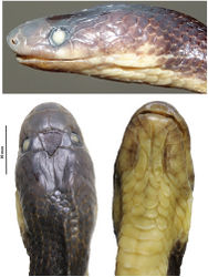 Figure 3. Head views of Lycodon pictus sp. nov. (IEBR 4166) in preservative (scale bar refers to head in dorsal view). Photographs T. Ziegler (upper), C.T. Pham (lower).