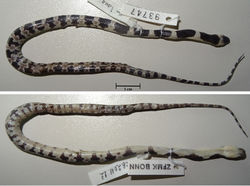 Figure 5. Juvenile paratype of Lycodon pictus sp. nov. (ZFMK 93747) in preservative (upper, dorsal view; lower, ventral view). Photographs T. Ziegler.