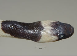 Figure 6. Dorsal head and neck pattern of the juvenile paratype of Lycodon pictus sp. nov. (ZFMK 93747) in preservative. Photograph T. Ziegler.