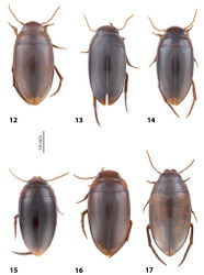 Figures 12–17. Habitus and colouration 12Exocelina oiwa sp. nov. 13E. akameku sp. nov. 14E. erteldi (Balke, 1998) 15E. oksibilensis sp. nov. 16E. bacchusi (Balke, 1998) 17E. bacchusi herzogensis sp. nov.