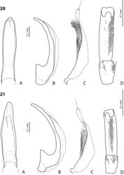 Figures 20, 21. 20Exocelina erteldi (Balke, 1998) 21E. oksibilensis sp. nov. A median lobe in ventral view B median lobe in lateral view C paramere in external view D male protarsomeres 4–5 in ventral view.