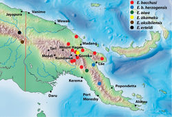 Figure 25. Map of the eastern part of New Guinea showing distribution of the species of the E. bacchusi group.