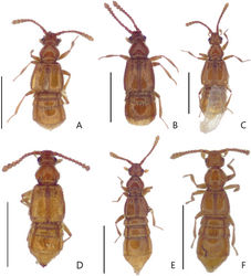 Figure 1. Male habitus photos, dorsal view APorongurup angulatus sp. nov. BP. clarkei sp. nov. CP. tenuis sp. nov. Female habitus, dorsal view DP. angulatus sp. nov. EP. clarkei sp. nov. FP. tenuis sp. nov. Scale bar: 1 mm.