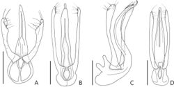 Figure 2. Male genitalia of the species of Porongurup gen. nov. AP. angulatus sp. nov., ventral view BP. clarkei sp. nov., ventral view CP. clarkei sp. nov., lateral view DP. tenuis sp. nov., ventral view. Scale bars: 0.1 mm.