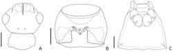 Figure 3. Generic characters of Porongurup angulatus sp. nov. A Head with frontal sulcus, dorsal view B Prosternum, ventral view C meso- metaventrite, ventral view. Scale bar: 0.1 mm.