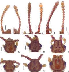 Figure 4. Antennae of Porongurup angulatus sp. nov. A male B female. Antennae of P. clarkei sp. nov. C male D female. Antennae of P. tenuis sp. nov. E male F female. Male head dorsal view GP. angulatus sp. nov. HP. clarkei sp. nov. IP. tenuis. sp. nov. Female head dorsal view JP. angulatus sp. nov. KP. clarkei sp. nov. LP. tenuis sp. nov. Scale bar: 0.1 mm. *The distinctness and position of the vertexal foveae may be affected by the angle of view and condition of the specimens.