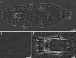 Figures 1–3. Milnesium matheusi sp. nov. 1 Habitus (ventral view) (holotype) 2 dorsal cuticle with pseudopores (holotype) 3 buccal tube (holotype). All in PCM.