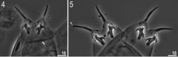 Figures 4, 5. Milnesium matheusi sp. nov. 4 Claws II (paratype), arrow indicates bar under claw 5 claws IV (holotype), arrowhead indicates small accessory point. All in PCM.