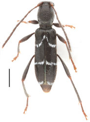 Figure 1. Habitus of Amamiclytus wuxingensis sp. nov., holotype (dorsal). Scale bar: 1 mm.