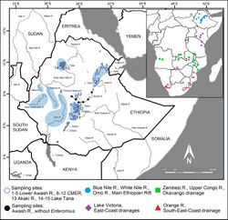 Figure 1. Map of Ethiopia, presenting sampling sites and examined material. Sampling sites: 1–13 Main Ethiopian Rift (1–5 Lower Awash R., distribution of Enteromius yardiensis sp. nov.; 6–12 lakes and rivers in Central Main Ethiopian Rift; 13 Akaki R., type locality of E. akakianus); 14–15 Blue Nile drainage, type locality of E. pleurogramma. In blue, known populations of small-sized E. paludinosus-like smiliogastrin barbs in Ethiopia. Locations in southern Africa included in CO1 and cytb analyses in red, green, and purple. Distribution data for Ethiopian populations from Golubtsov and Berendzen (2005)[7].