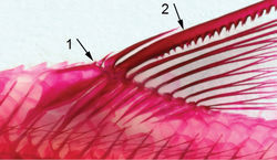 Figure 8. Dorsal fin in Enteromius yardiensis sp. nov., paratype, NMW 99259, side channel of Awash R. at Kada Bada (site 2), 37.6 mm SL, with four unbranched rays. Arrow 1 showing first unbranched dorsal-fin ray, arrow 2 showing relative positions of tip of penultimate (3rd) unbranched dorsal-fin ray and lowermost limit of serrated part of last (4th) unbranched dorsal-fin ray.