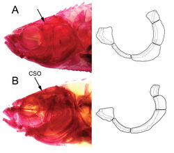 Figure 9. Alizarin-stained specimens showing cephalic sensory canals and infraorbitals in AEnteromius yardiensis sp. nov. (same specimen as in Fig. 8) BEnteromius sp. CMER, NMW 99237, Lake Ziway (site 8), 34.8 mm SL. Arrows showing part of frontal with no canal in A and medial branch of supraorbital canal (CSO) in B.