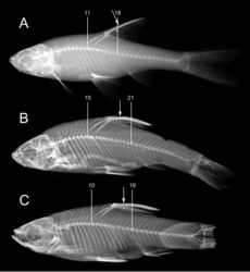 Figure 10. Axial skeletons of Enteromius.AE. yardiensis sp. nov. (same specimen as in Fig. 6B), 11 showing last predorsal abdominal vertebra and 18 last abdominal vertebra, total vertebrae 33:18+15 BE. akakianus, holotype, BMNH 1908.1.20.85, Akaki R. (site 13), 66.0 mm SL, 10 showing last predorsal abdominal vertebra and 21 last abdominal vertebra, total vertebrae 37:21+16, The Trustees of the Natural History Museum, London CE. paludinosus, paralectotype, BMNH 1861.3.10.6–7, Quellimane Mozambique, 50.0 mm SL, 10 showing last predorsal abdominal vertebra and 19 last abdominal vertebra, total vertebrae 34:19+15, The Trustees of the Natural History Museum, London. Arrows showing relative positions of tip of penultimate unbranched dorsal-fin ray and lowermost limit of serrated part of last unbranched dorsal-fin ray.