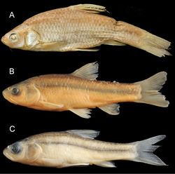 Figure 12. General appearance of AEnteromius akakianus (same specimen as in Fig. 10B) The Trustees of the Natural History Museum, London BEnteromius sp. CMER, NMW 99239, Labo R., Meki R. drainage (site 6), 70.4 mm SL CEnteromius sp. CMER, NMW 99238, Lake Ziway (site 7), 45.4 mm SL.