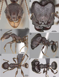 Figure 27. Pheidole maizina sp. nov., full-face view (A), profile (C), and dorsal view (E) of paratype minor worker (CASENT0923223) and full-face view (B), profile (D), and dorsal view (F) of holotype major worker (CASENT0162231).