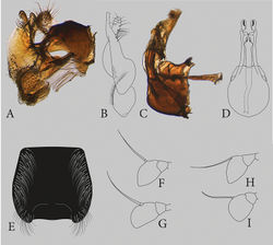 Figure 2. Eumerus druk Smit, sp. nov., male holotype A epandrium, lateral view B surstyle lobe, ventral view C hypandium, lateral view D hypandrium, ventral view E fourth sternum. Eumerus bactrianus Stackelberg, 1952, male F antenna, lateral view. Eumerus druk sp. nov. G antenna, lateral view. Eumerus turanicola Stackelberg, 1952, male H antenna, lateral view, after (Stackelberg 1952[1]). Eumerus turanicus Stackelberg, 1952, male I antenna, lateral view, after (Stackelberg 1952[1]).