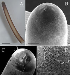 Figure 1. Anterior end of male Gordius chiashanus sp. nov. A stereomicroscopic image of the ventral side of the anterior end showing a white cap, dark-brown collar, and vertical white stripe on the ventral side B, CSEM images of the anterior end surface that is (B) smooth with scattered short bristles and (C) wrinkled D close-up view of the dotted square in C showing the short bristles (arrows) covered by a wrinkled structure. Scale bars: 2 mm (A), 200 μm (B–D).