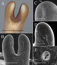 Figure 2. Posterior end of male Gordius chiashanus sp. nov. A stereomicroscopic image of the posterior end B–DSEM images of (B) overview of the posterior end with bristles concentrated on the (C) lobe tips (arrow), and (D) inner side of the lobe tips and the formation of a bristle field on each tail lobe posterior to the tips of the postcloacal crescent (arrows) E cloacal opening with areoles on the inside wall. Scale bars: 1 mm (A), 500 μm (B), 200 μm (C–D), 50 μm (E).