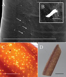 Figure 3. Mid-body of male Gordius chiashanus sp. nov. A, BSEM images of (A) cuticle in the mid-body with scattered short bristles (arrows) and (B) close-up view of a short bristle C, D white spots and dorsal and ventral dark pigmented line examined using (C) a compound microscope and (D) a stereomicroscope. Scale bars: 1 mm (A, C, D), 5 μm (B).