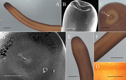 Figure 4. Female Gordius chiashanus sp. nov. A, B anterior end examined using a (A) stereomicroscope and (B) SEMC–E posterior end with the terminal view examined using a (C) stereomicroscope and (D) SEM, and the (E) lateral view examined using a stereomicroscope F, G mid-body examined using a (F) stereomicroscope and (G) compound microscope. Co, cloacal opening. Scale bars: 1 mm (A, F, G), 200 μm (B–D).