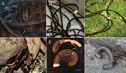 Figure 5. Field observation of Gordius chiashanus sp. nov. A hazy appearance (arrows) surrounding the body surface in hot water B spermatophore (arrow) on a female collected on the surface of the soil C rainbow-like reflection on the body surface D free-living adult collected in wet soil E, F infected host, Spirobolus sp. nov. (Hsu and Chang, unpublished), harboring (E) three immature worms (arrow) and (F) an adult worm. Photographs courtesy of (D) Fang, Hua-Te and (F) Hung, Ming-Chin. Scale bars: 1 cm (E).