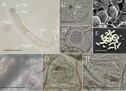 Figure 6. Immature stages of Gordius chiashanus sp. nov. A, B free-living larva (A) treated with hot water and a living larva showing the depression in the anterior end of the pseudointestine (arrow) C, D eggs with the inner membrane examined using an (C) SEM and (D) compound microscope E egg strings F–H cysts in the paratenic host with (F) a unfolded larva and (G) a folded larva, showing (H) a single posterior spine (arrow) after treatment with a 5% KOH solution. Abbreviations: Ho, hooklet; PostS, postseptum; PreS, preseptum; Pro, proboscis; PsI, pseudointestine. Scale bars: 50 µm (A–D, F–H), 1 mm (E).