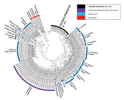 Figure 7. Phylogenetic relationship of Gordius/Acutogordius spp. restructured using COI partial sequences compared with C. formosanus, E. nigromaculatus, and P. diblastus as out groups. Numbers at the nodes represent the percentage of 1000 bootstrap replicates.