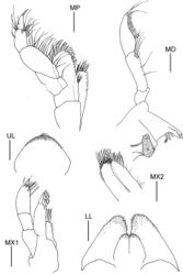 Figure 2. Elasmopus yucalpeten sp. n., holotype male, 6.6 mm, CYMX-1-EY; Yucalpeten harbor, Yucatan, Mexico. Scale bars represent 0.1 mm.