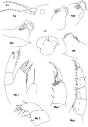 Figure 1. Stenothoe bartholomea sp. n. female 3 mm holotype. A1, 2 antennae; Md mandibles from both sides; LL lower lip; Mx1, 2 maxillae 1, 2; Mxp maxilliped; Mxp’ maxilliped dactylus and propodus enlarged.