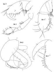 Figure 2. Stenothoe bartholomea sp. n. female 3 mm holotype. Gn 1 gnathopod 1; Gn 1’, Gn 1 ‘’, Gn 1 ‘’’ palm and dactylus enlarged; gnathopod 1 dactylus and propodus enlarged; Gn 2 gnathopod 2.