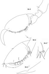 Figure 3. Stenothoe bartholomea sp. n. female 3 mm holotype. Gn 2, Gn 2’, Gn 2’’ gnathopod 2 from both sides and tip of carpus + merus resp. palmar corner enlarged.