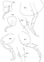 Figure 4. Stenothoe bartholomea sp. n. female 3 mm holotype. P 3–4, P 6–7 peraeopod 3–4; peraeopod 6–7; P 4’, P 4’’ entire leg with coxa resp. distal end of propodus P 4 enlarged; P 7’ distal end of propodus P 7 enlarged.