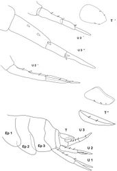 Figure 5. Stenothoe bartholomea sp. n. female 3 mm holotype. Ep 1, 2, 3 epimeral plates 1–3. U 1, 2, 3 uropod 1, 2, 3; U 2’ uropod 2 enlarged; U 3’, U 3’’ uropod 3 in two enlargements. T’, T’’ telson enlarged in different positions.